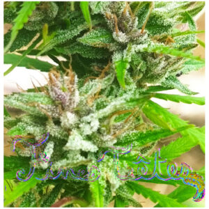 Fines Têtes mélange de fleurs de CBD ,CBG