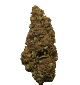 Photo de la fleurs de CBD MidWest CBD Bio par le producteur de Chanvre CBD à Montpellier VegaGro en vente dans la boutique Chanvre d'Oc