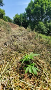 Jeune plant de chanvre CBD cultivé sur sol vivant avec paillage dans le Ségala aveyronnais, à la ferme Les Têtes Fleuries